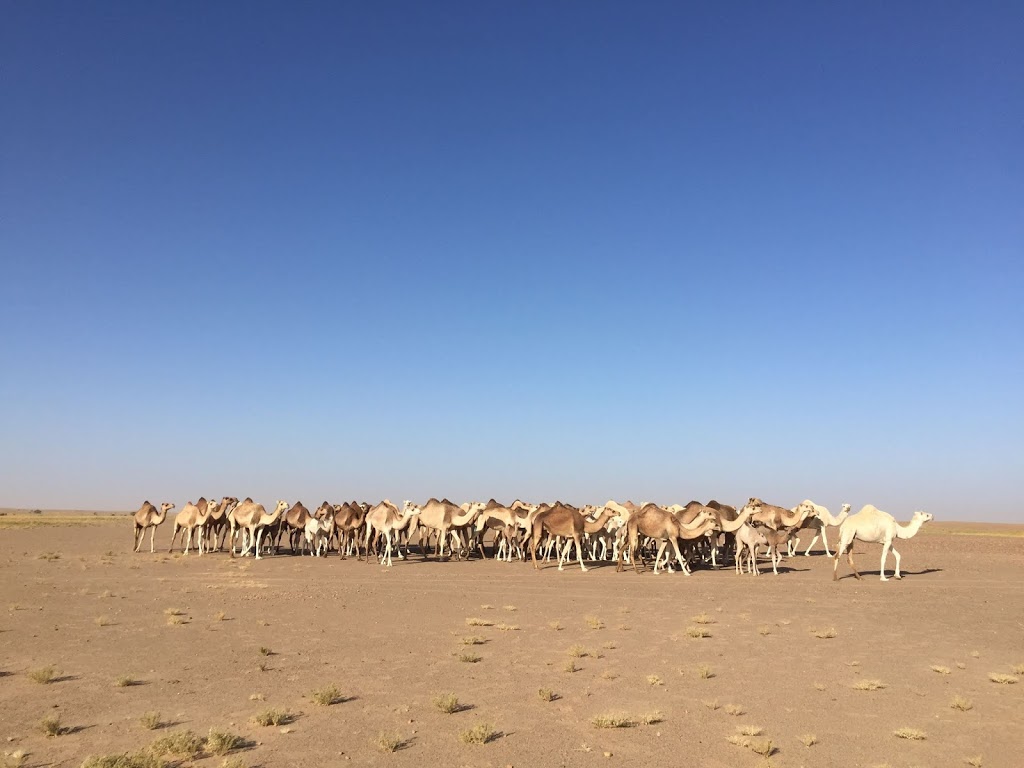 Mauritania: Driving across the Sahara Desert