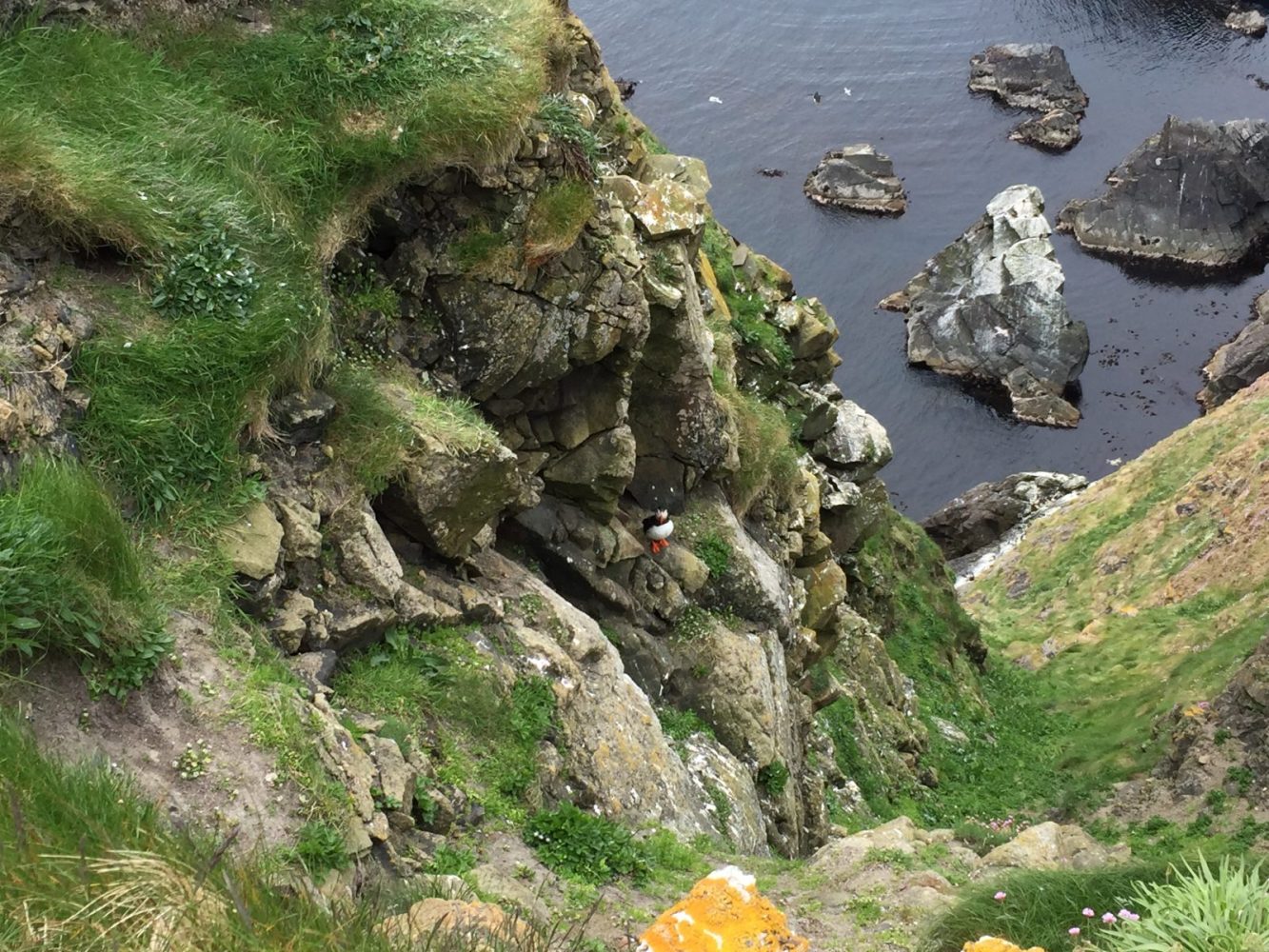 The Cliffs of Shetland